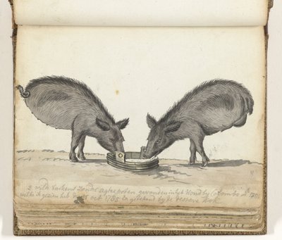 Schweine ohne Hinterbeine am Trog von Jan Brandes