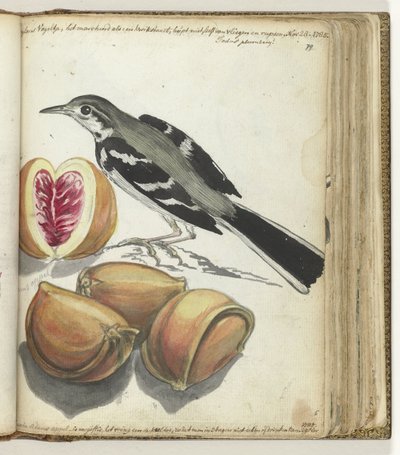 Bachstelze mit Früchten von Jan Brandes