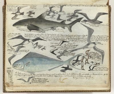 See- und Meeresvögel von Jan Brandes