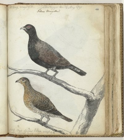 Schwedische Vögel von Jan Brandes