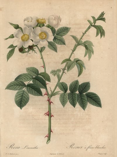 Weiße Rose, Rosa leucantha von Jean Baptiste Chapuy