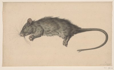 Tote Ratte von Jean Bernard