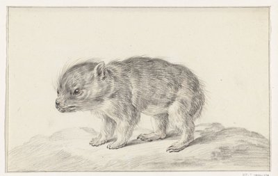 Junges Bärchen (?) von Jean Bernard