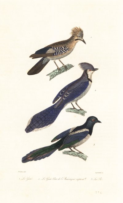 Eichelhäher, Blauhäher und Elster von Jean Gabriel (after) Pretre