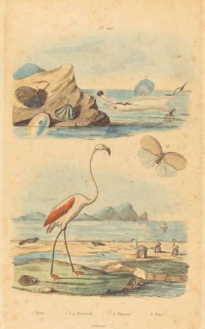 Flamingos und Muscheln von Joh. Baptist Pfitzer after Acavie Baron