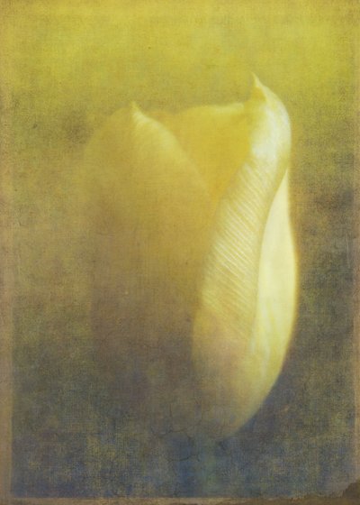 Tulpe von Johan Lilja