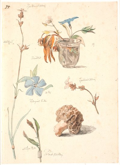Studienblatt mit Blumen und Pflanzen von Johan Thomas Lundbye