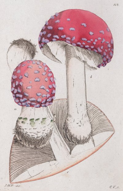 Fliegenpilz, 1804-1811 von Johan Wilhelm Palmstruch