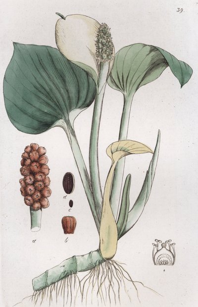 Sumpf-Calla Calla palustris, 1804-1811 von Johan Wilhelm Palmstruch