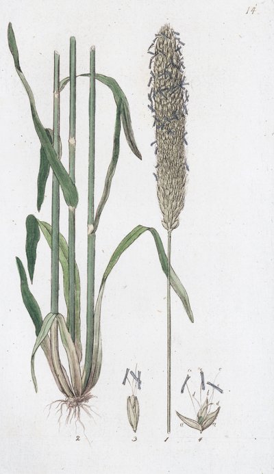 Wiesen-Fuchsschwanz Alopecurus pratensis von Johan Wilhelm Palmstruch