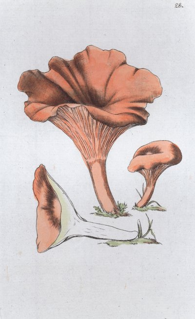 Merulius cantharellus von Johan Wilhelm Palmstruch