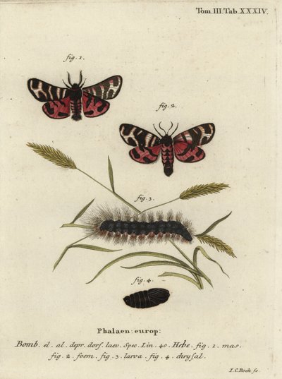 Hebe-Tigermotte, Arctia festiva von Johann Carl Bock