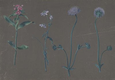 Studie von drei Blumen, 1781 von Johann Christian August Birnbaum