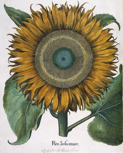 Flos Solis Maior, 1613 von Johann Ernst Rentsch
