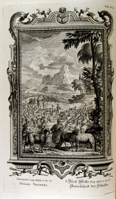 Biblische Schafarten von Johann Jakob Scheuchzer