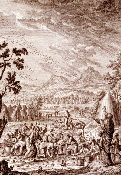 Hebräer kämpfen gegen eine Heuschreckenplage von Johann Jakob Scheuchzer