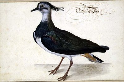 Studie eines Kiebitz von Johann Jakob Walther