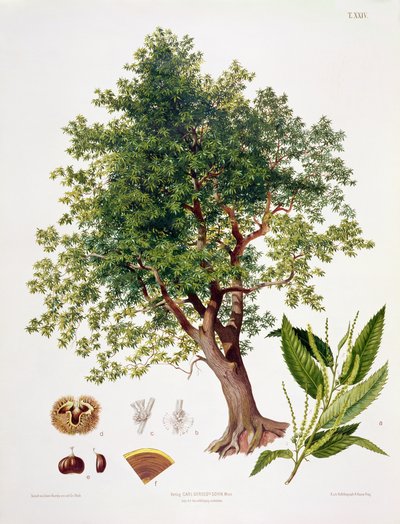 Esskastanie, graviert von A. Haase von Johann Kautsky