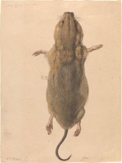 Eine Feldmaus von oben von Johann Rudolph Schellenberg