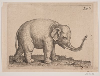 Ein Elefant von Johanna Fosie