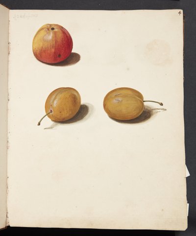 Studie von Apfel und Pflaumen von Johanna Fosie