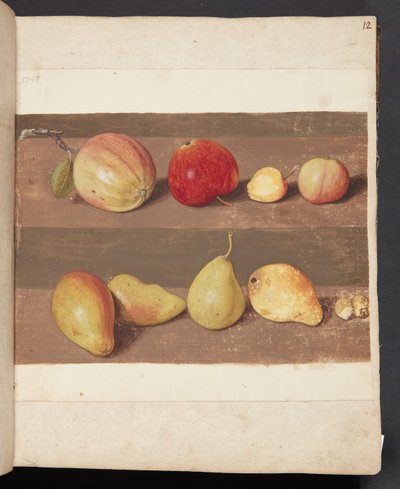 Studie von Äpfeln und Birnen von Johanna Fosie