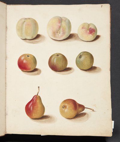 Studie von Pfirsich, Apfel und Birne von Johanna Fosie