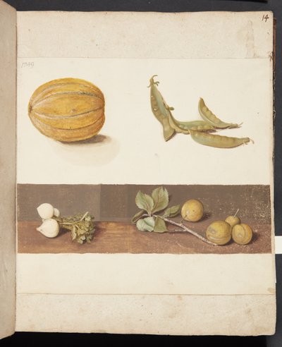 Studie von Obst und Gemüse von Johanna Fosie