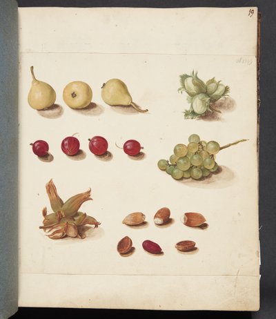 Studie von Früchten, Beeren und Nüssen von Johanna Fosie