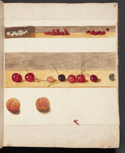 Studie von Früchten und Beeren von Johanna Fosie