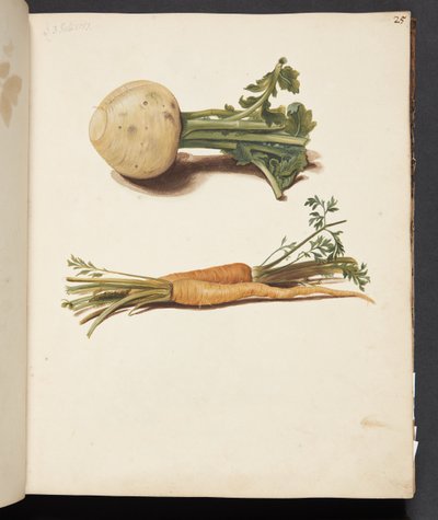 Studie von Rüben und Karotten von Johanna Fosie