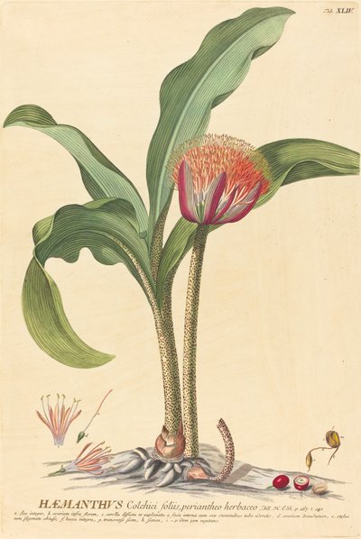 Haemanthus von Johannes Jacob Haid and Johannes Elias Haid after Georg Ehret