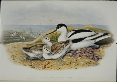 Säbelschnäbler (Recurvirostra Avosetta) von John (after) Gould