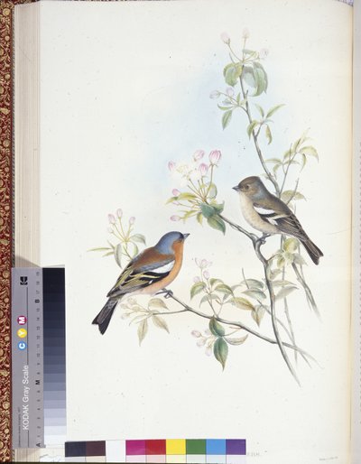Buchfink (Fringilla Caelebs) von John (after) Gould