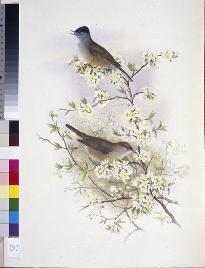 Mönchsgrasmücke (Sylvia atricapilla) von John (after) Gould