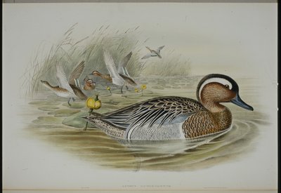Knäkente von John (after) Gould