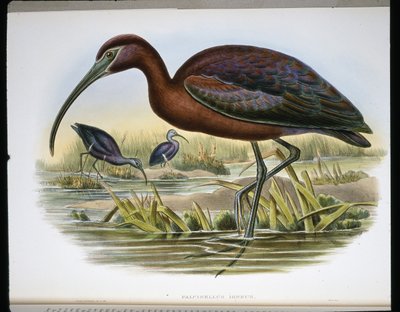 Glänzender Ibis von John (after) Gould