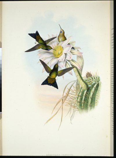 Glühender Puff-leg (Eriocnemis Vestitus) von John (after) Gould
