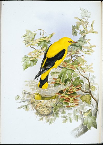 Pirol von John (after) Gould