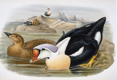 Königseiderente (Somateria Spectabilis) von John (after) Gould