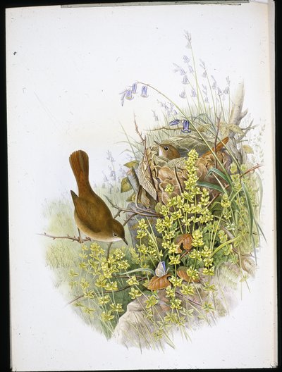 Nachtigall von John (after) Gould