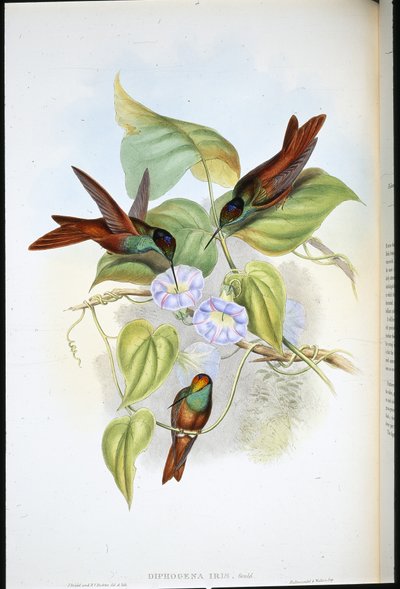 Regenbogen von John (after) Gould