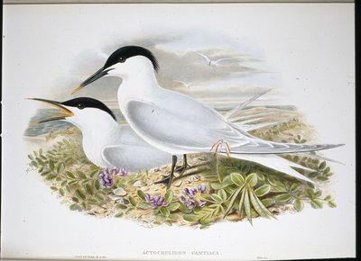 Brandseeschwalbe von John (after) Gould