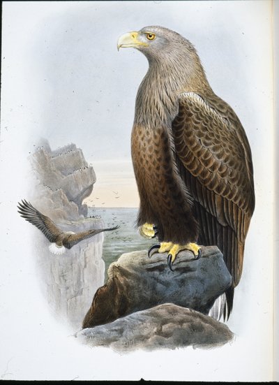 Seeadler (Haliaetus Albicilla) von John (after) Gould