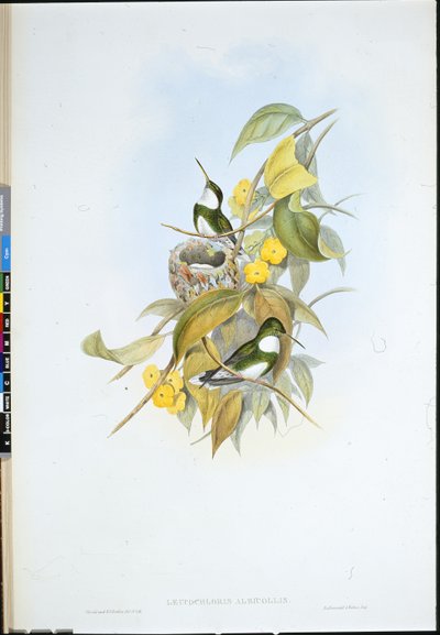 Weißkehlchen von John (after) Gould