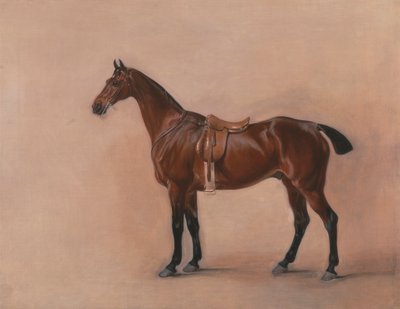 Studie eines gesattelten braunen Jägers von John Ferneley