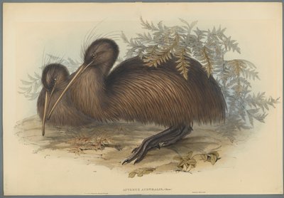 Apteryx Australis von John Gould