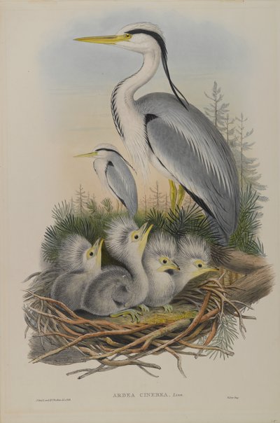 Ardea Cinerea - Reiher von John Gould