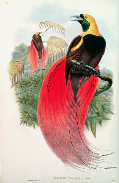 Paradiesvogel, graviert von T. Walter von John Gould