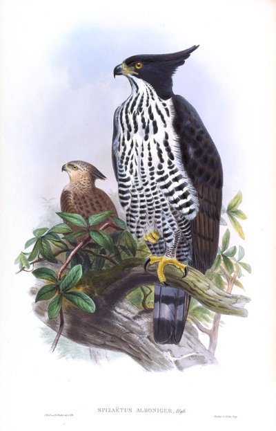 Blyths Habichtsadler Nisaetus alboniger (Gmelin) von John Gould